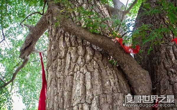 世界上最牛的大自然奇树,名称稀奇古怪(多位于偏远地区)