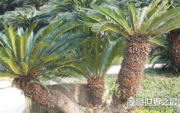 世界上最牛的大自然奇树，名称稀奇古怪（多位于偏远地区）