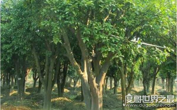 世界上最牛的大自然奇树，名称稀奇古怪（多位于偏远地区）