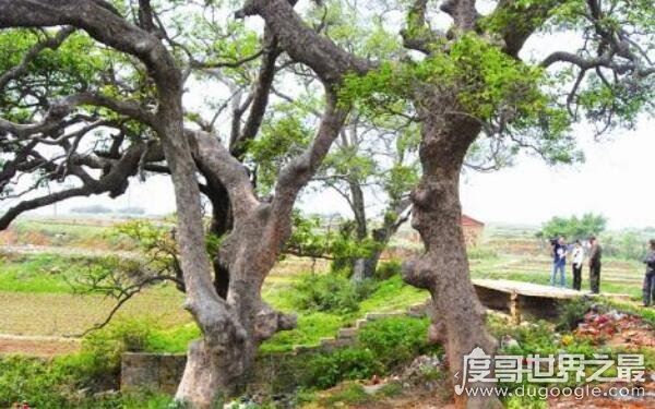 世界上最牛的大自然奇树,名称稀奇古怪(多位于偏远地区)