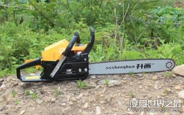 世界上最牛的大自然奇树，名称稀奇古怪（多位于偏远地区）