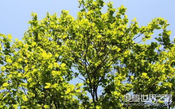 世界上最牛的大自然奇树,名称稀奇古怪(多位于偏远地区)