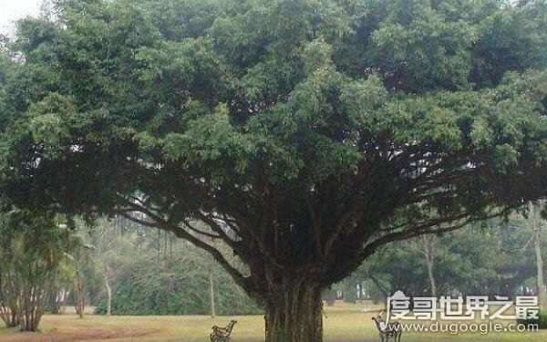 世界上最牛的大自然奇树，名称稀奇古怪（多位于偏远地区）