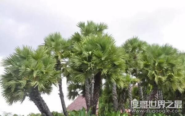 世界上最牛的大自然奇树，名称稀奇古怪（多位于偏远地区）