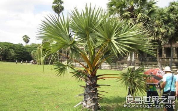 世界上最牛的大自然奇树,名称稀奇古怪(多位于偏远地区)