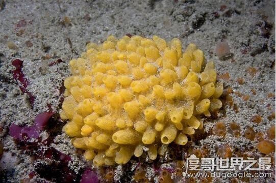 最古老的还活着的生物盘点,现今地球生物界中的10大活化石