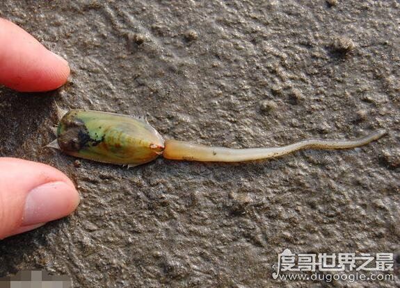 最古老的还活着的生物盘点，现今地球生物界中的10大活化石