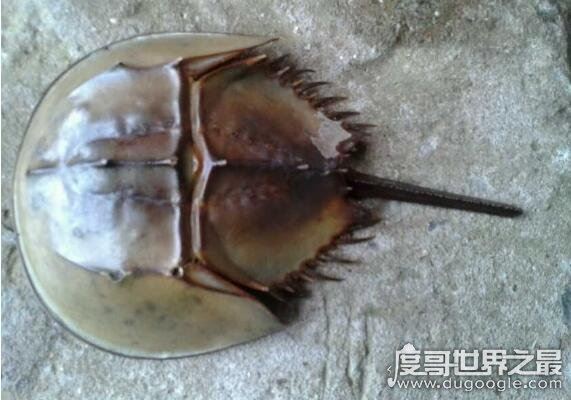 最古老的还活着的生物盘点，现今地球生物界中的10大活化石