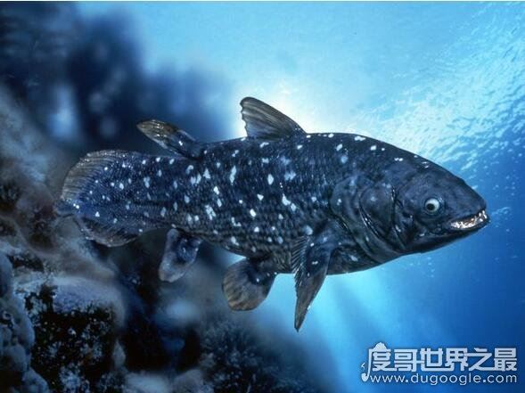 最古老的还活着的生物盘点,现今地球生物界中的10大活化石