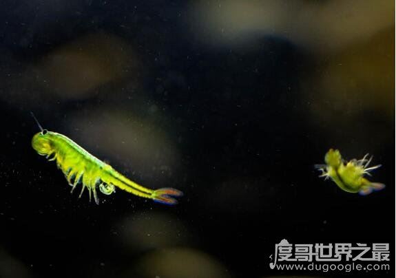 最古老的还活着的生物盘点,现今地球生物界中的10大活化石