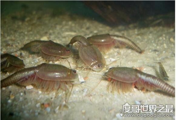 最古老的还活着的生物盘点，现今地球生物界中的10大活化石