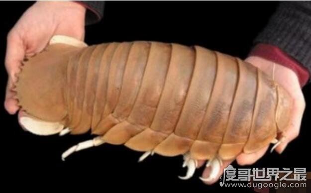 最古老的还活着的生物盘点，现今地球生物界中的10大活化石