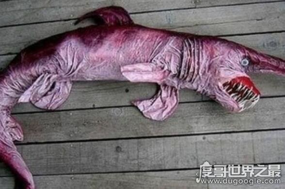 最古老的还活着的生物盘点,现今地球生物界中的10大活化石