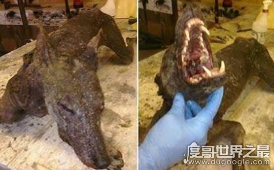 恐怖的吸血兽卓柏卡布拉,一夜可以吸干二百头动物