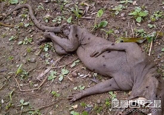 恐怖的吸血兽卓柏卡布拉，一夜可以吸干二百头动物