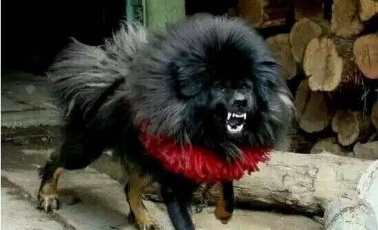 鬼獒VS青狼獒哪个更厉害，最强藏獒的终极对决