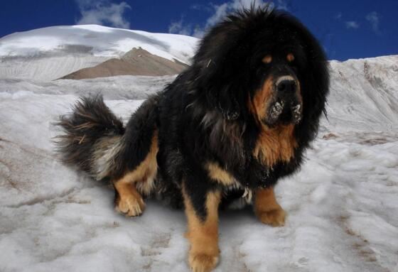 鬼獒VS青狼獒哪个更厉害，最强藏獒的终极对决