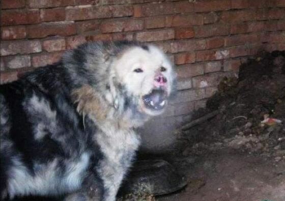 鬼獒VS青狼獒哪个更厉害，最强藏獒的终极对决