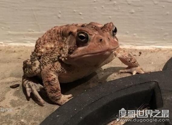 癞蛤蟆想吃天鹅肉照片大全，赶紧收藏起来拿去斗图吧！