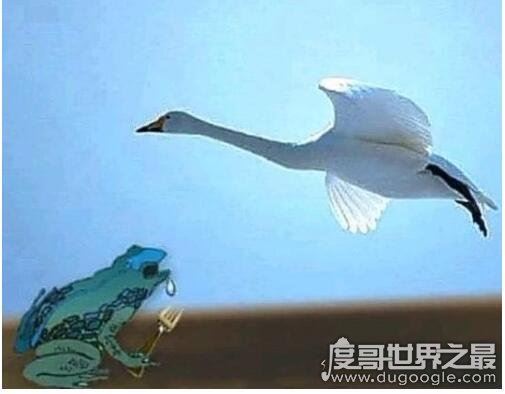 癞蛤蟆想吃天鹅肉照片大全，赶紧收藏起来拿去斗图吧！