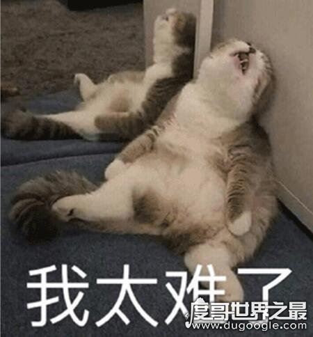癞蛤蟆想吃天鹅肉照片大全，赶紧收藏起来拿去斗图吧！
