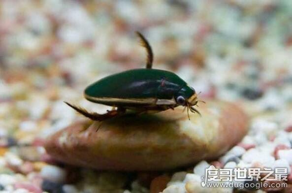 补肾的重口味美食水蟑螂，教你怎么做椒盐龙虱