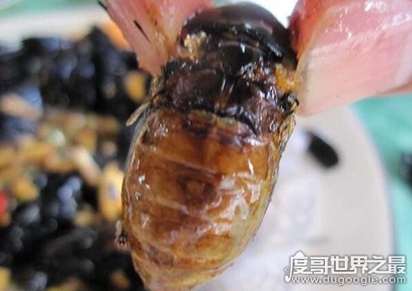 补肾的重口味美食水蟑螂，教你怎么做椒盐龙虱