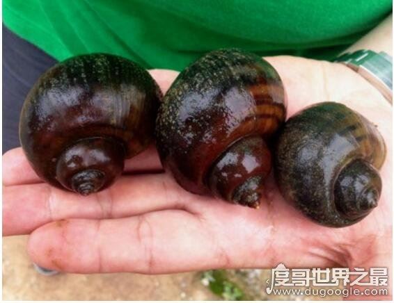 福寿螺到底能不能吃，必须高温煮熟煮透才能吃(不然存在风险)