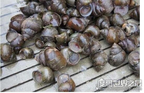 福寿螺到底能不能吃，必须高温煮熟煮透才能吃(不然存在风险)