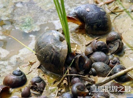 福寿螺到底能不能吃，必须高温煮熟煮透才能吃(不然存在风险)