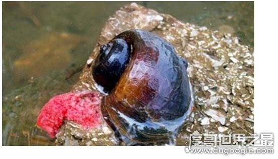 福寿螺到底能不能吃，必须高温煮熟煮透才能吃(不然存在风险)