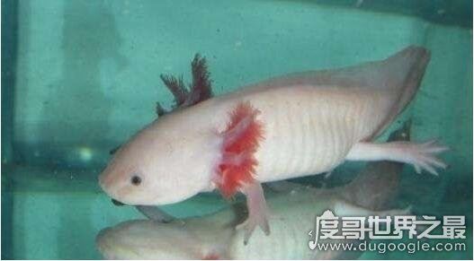 如何饲养六角龙鱼,注意这些饲养六角龙鱼毫无问题