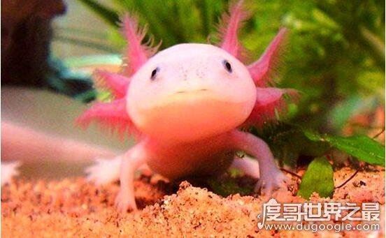 如何饲养六角龙鱼，注意这些饲养六角龙鱼毫无问题