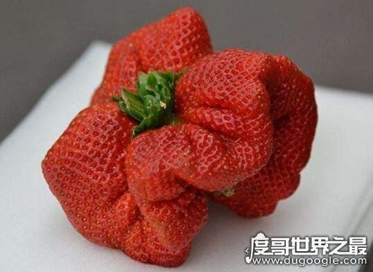 草莓是什么季节的水果，分为春播和秋播(一般6~8月/1~3月收获)