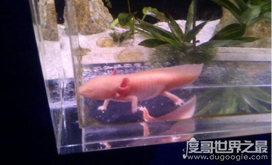 如何饲养六角龙鱼，注意这些饲养六角龙鱼毫无问题