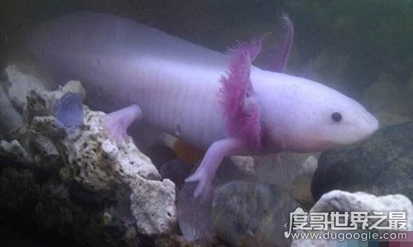 如何饲养六角龙鱼,注意这些饲养六角龙鱼毫无问题