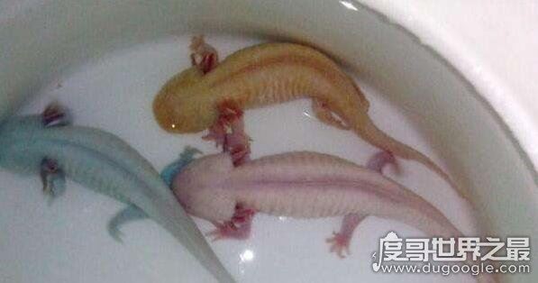 如何饲养六角龙鱼，注意这些饲养六角龙鱼毫无问题