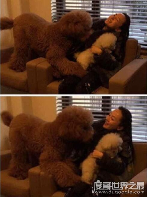 巨型贵宾犬售价高达600万，巨贵犬就是有贵的资本