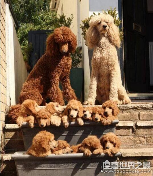 巨型贵宾犬售价高达600万,巨贵犬就是有贵的资本