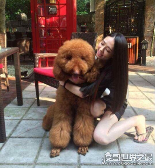 巨型贵宾犬售价高达600万，巨贵犬就是有贵的资本