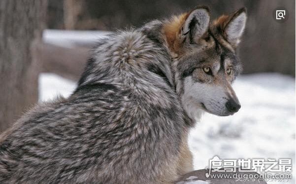 中国历史上2位鹰视狼顾之相的人物,司马懿和袁世凯(帝王之相)