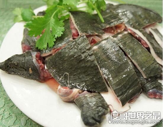 甲鱼怎么杀，第一步砍头最重要(教你怎么处理甲鱼)