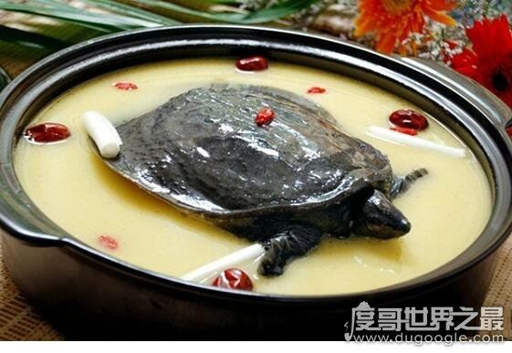 甲鱼怎么杀，第一步砍头最重要(教你怎么处理甲鱼)