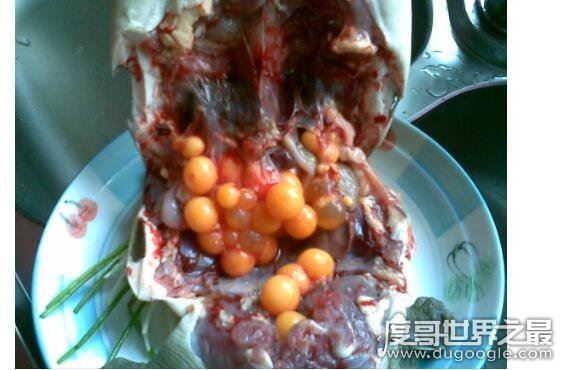 甲鱼怎么杀，第一步砍头最重要(教你怎么处理甲鱼)