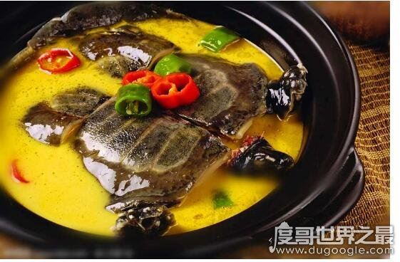 甲鱼怎么杀，第一步砍头最重要(教你怎么处理甲鱼)