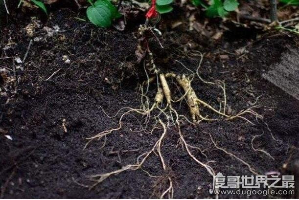 人参会跑吗？并不会跑(人参上拴红绳的原因揭晓)