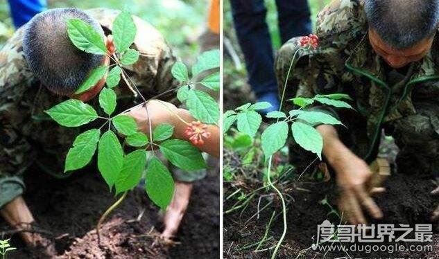 人参会跑吗？并不会跑(人参上拴红绳的原因揭晓)