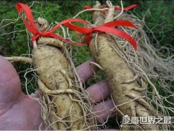人参会跑吗？并不会跑(人参上拴红绳的原因揭晓)