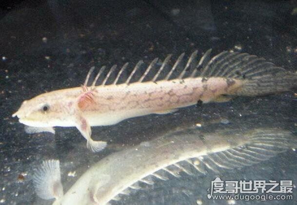 九角龙鱼又名金恐龙，性格非常温和能与别的鱼混养