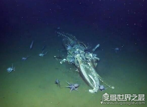 鲸落是什么意思,指鲸鱼死后尸体沉入海底(一鲸落万物生)